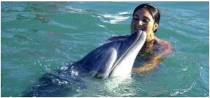 parle dauphins